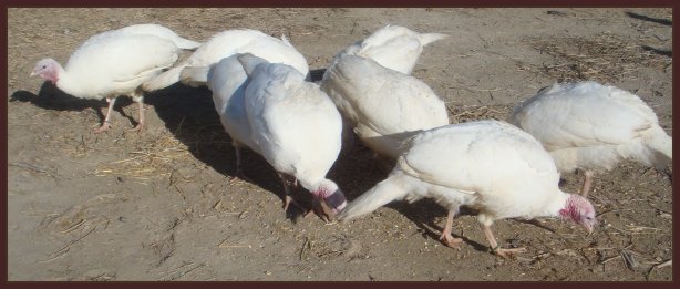 midget white turkeys